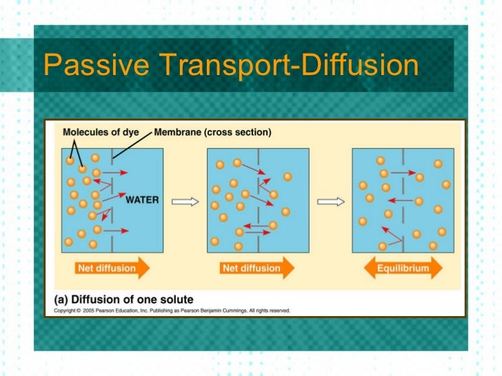 passive and active transport types of passive transport