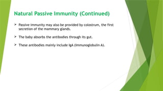Natural Passive Immunity (Continued)
 Passive immunity may also be provided by colostrum, the first
secretion of the mammary glands.
 The baby absorbs the antibodies through its gut.
 These antibodies mainly include IgA (Immunoglobulin A).
 