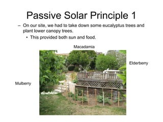 Passive Solar Principle 1
 – On our site, we had to take down some eucalyptus trees and
   plant lower canopy trees.
     • This provided both sun and food.

                           Macadamia



                                                     Elderberry




Mulberry
 