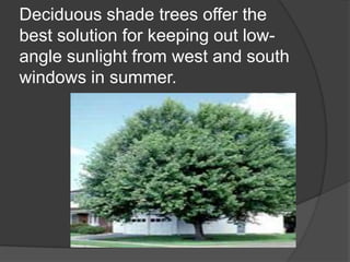 Deciduous shade trees offer the best solution for keeping out low-angle sunlight from west and south windows in summer.