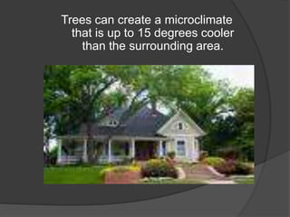 Trees can create a microclimate that is up to 15 degrees cooler than the surrounding area. 