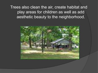 Trees also clean the air, create habitat and play areas for children as well as add aesthetic beauty to the neighborhood.