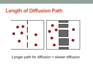 Length of Diffusion Path
Longer path for diffusion = slower diffusion
 