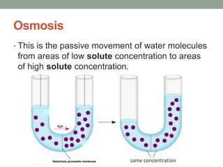 Osmosis
• This is the passive movement of water molecules
from areas of low solute concentration to areas
of high solute concentration.
 