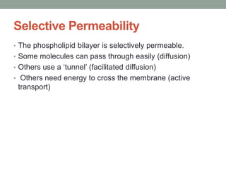 Selective Permeability
• The phospholipid bilayer is selectively permeable.
• Some molecules can pass through easily (diffusion)
• Others use a ‘tunnel’ (facilitated diffusion)
• Others need energy to cross the membrane (active
transport)
 