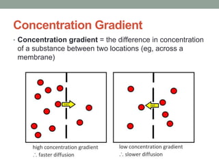 Concentration Gradient
• Concentration gradient = the difference in concentration
of a substance between two locations (eg, across a
membrane)
 