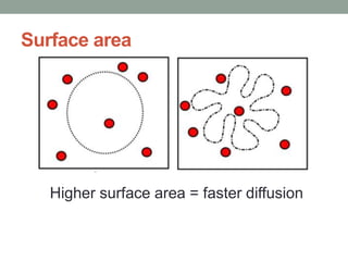 Surface area
Higher surface area = faster diffusion
 