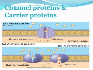 Hypertonic -concentration outside the cell is higher than inside. Water will move out of the cell to create equilibrium.
