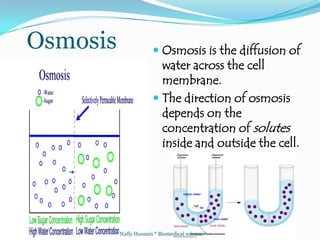 Diffusion* Nafly Hussain * Biomedical science *