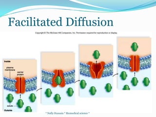Type of Osmosis TransportIsotonic Solution - Solute and water concentrations equal on both sides of membrane. Water will move both ways randomly to maintain equilibrium.