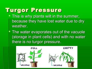 Turgor PressureTurgor Pressure
 This is why plants wilt in the summer,This is why plants wilt in the summer,
because they have lost water due to drybecause they have lost water due to dry
weather.weather.
 The water evaporates out of the vacuoleThe water evaporates out of the vacuole
(storage in plant cells) and with no water(storage in plant cells) and with no water
there is no turgor pressure.there is no turgor pressure.
 