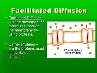 Facilitated DiffusionFacilitated Diffusion
 Facilitated DiffusionFacilitated Diffusion
– is the movement of– is the movement of
molecules throughmolecules through
the membrane bythe membrane by
using proteins.using proteins.
 Carrier ProteinsCarrier Proteins ––
are the proteins usedare the proteins used
in facilitatedin facilitated
diffusion.diffusion.
 