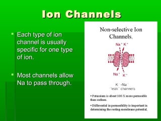 Ion ChannelsIon Channels
 Each type of ionEach type of ion
channel is usuallychannel is usually
specific for one typespecific for one type
of ion.of ion.
 Most channels allowMost channels allow
Na to pass through.Na to pass through.
 