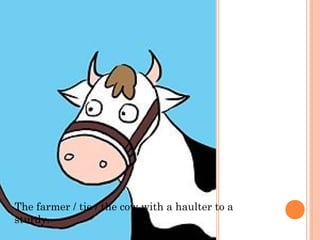The farmer / tie / the cow with a haulter to a
sturdy.

 