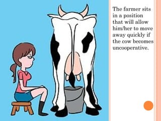 The farmer sits
in a position
that will allow
him/her to move
away quickly if
the cow becomes
uncooperative.

 