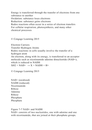 Energy is transferred through the transfer of electrons from one
substance to another
Oxidation: substance loses electrons
Reduction: substance gains electrons
Redox reactions often occur in a series of electron transfers
For cellular respiration, photosynthesis, and many other
chemical processes
© Cengage Learning 2015
Electron Carriers
Transfer Hydrogen Atoms
Redox reactions in cells usually involve the transfer of a
hydrogen atom
An electron, along with its energy, is transferred to an acceptor
molecule such as nicotinamide adenine dinucleotide (NAD+),
which is reduced to NADH
XH2 + NAD+ → X + NADH + H+
© Cengage Learning 2015
NAD+ (oxidized)
NADH (reduced)
Nicotinamide
Ribose
Adenine
Ribose
Phosphate
Phosphate
Figure 7-7 NAD+ and NADH
NAD+ consists of two nucleotides, one with adenine and one
with nicotinamide, that are joined at their phosphate groups.
 