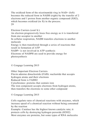 The oxidized form of the nicotinamide ring in NAD+ (left)
becomes the reduced form in NADH (right) by the transfer of 2
electrons and 1 proton from another organic compound (XH2),
which becomes oxidized (to X) in the process.
29
Electron Carriers (cont’d.)
An electron progressively loses free energy as it is transferred
from one acceptor to another
In cellular respiration, NADH transfers electrons to another
molecule
Energy is then transferred through a series of reactions that
result in formation of ATP
NADP+ is not involved in ATP synthesis
Electrons of NADPH are used to provide energy for
photosynthesis
© Cengage Learning 2015
Other Important Electron Carriers
Flavin adenine dinucleotide (FAD): nucleotide that accepts
hydrogen atoms and their electrons
Reduced form is FADH2
Cytochromes: proteins that contain iron
The iron component accepts electrons from hydrogen atoms,
then transfers the electrons to some other compound
© Cengage Learning 2015
Cells regulate rates of chemical reactions with enzymes, which
increase speed of a chemical reaction without being consumed
by the reaction
Example: Catalase has the highest known catalytic rate; it
protects cells by destroying hydrogen peroxide (H2O2)
Most enzymes are proteins, but some types of RNA molecules
 