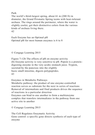 Park
The world’s third-largest spring, about 61 m (200 ft) in
diameter, the Grand Prismatic Spring teems with heat-tolerant
archaea. The rings around the perimeter, where the water is
slightly cooler, get their distinctive colors from the various
kinds of archaea living there.
42
Each Enzyme has an Optimal pH
Optimal pH for most human enzymes is 6 to 8
© Cengage Learning 2015
Figure 7-12b The effects of pH on enzyme activity
(b) Enzyme activity is very sensitive to pH. Pepsin is a protein-
digesting enzyme in the very acidic stomach juice. Trypsin,
secreted by the pancreas into the slightly
basic small intestine, digests polypeptides.
43
Enzymes in Metabolic Pathways
Metabolic pathway: the product of one enzyme-controlled
reaction serves as substrate for the next in series of reactions
Removal of intermediate and final products drives the sequence
of reactions in a particular direction
Enzymes can bind to one another to form a multienzyme
complex that transfers intermediates in the pathway from one
active site to another
© Cengage Learning 2015
The Cell Regulates Enzymatic Activity
Gene control: a specific gene directs synthesis of each type of
enzyme
 