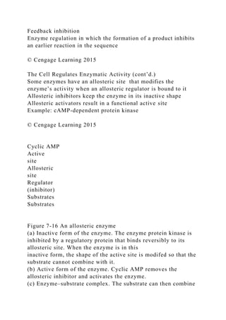 Feedback inhibition
Enzyme regulation in which the formation of a product inhibits
an earlier reaction in the sequence
© Cengage Learning 2015
The Cell Regulates Enzymatic Activity (cont’d.)
Some enzymes have an allosteric site that modifies the
enzyme’s activity when an allosteric regulator is bound to it
Allosteric inhibitors keep the enzyme in its inactive shape
Allosteric activators result in a functional active site
Example: cAMP-dependent protein kinase
© Cengage Learning 2015
Cyclic AMP
Active
site
Allosteric
site
Regulator
(inhibitor)
Substrates
Substrates
Figure 7-16 An allosteric enzyme
(a) Inactive form of the enzyme. The enzyme protein kinase is
inhibited by a regulatory protein that binds reversibly to its
allosteric site. When the enzyme is in this
inactive form, the shape of the active site is modifed so that the
substrate cannot combine with it.
(b) Active form of the enzyme. Cyclic AMP removes the
allosteric inhibitor and activates the enzyme.
(c) Enzyme–substrate complex. The substrate can then combine
 