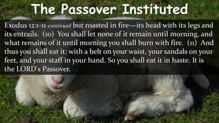 The Passover Instituted
Exodus 12:1-11 continued but roasted in fire—its head with its legs and
its entrails. (10) You shall let none of it remain until morning, and
what remains of it until morning you shall burn with fire. (11) And
thus you shall eat it: with a belt on your waist, your sandals on your
feet, and your staff in your hand. So you shall eat it in haste. It is
the LORD's Passover.
 
