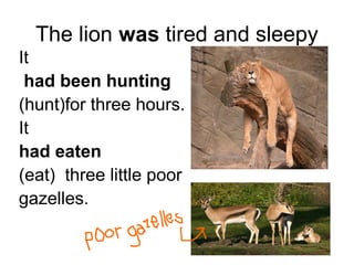 The lion was tired and sleepy
It
had been hunting
(hunt)for three hours.
It
had eaten
(eat) three little poor
gazelles.
 