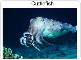 Cuttlefish
 