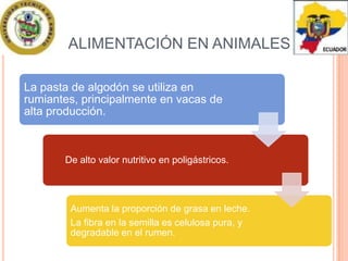 Semilla de Algodón en Alimentación Animal, PDF, Algodón