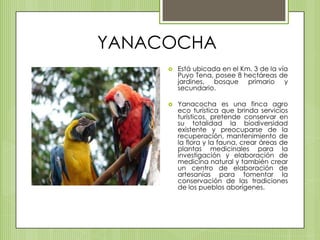 YANACOCHAEstá ubicada en el Km. 3 de la vía Puyo Tena, posee 8 hectáreas de jardines, bosque primario y secundario.Yanacocha es una finca agro eco turística que brinda servicios turísticos, pretende conservar en su totalidad la biodiversidad existente y preocuparse de la recuperación, mantenimiento de la flora y la fauna, crear áreas de plantas medicinales para la investigación y elaboración de medicina natural y también crear un centro de elaboración de artesanías para fomentar la conservación de las tradiciones de los pueblos aborígenes.
