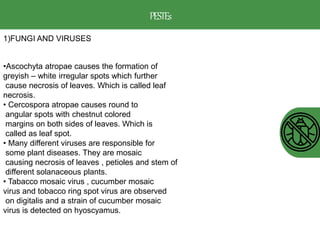 PESTEs
1)FUNGI AND VIRUSES
•Ascochyta atropae causes the formation of
greyish – white irregular spots which further
cause necrosis of leaves. Which is called leaf
necrosis.
• Cercospora atropae causes round to
angular spots with chestnut colored
margins on both sides of leaves. Which is
called as leaf spot.
• Many different viruses are responsible for
some plant diseases. They are mosaic
causing necrosis of leaves , petioles and stem of
different solanaceous plants.
• Tabacco mosaic virus , cucumber mosaic
virus and tobacco ring spot virus are observed
on digitalis and a strain of cucumber mosaic
virus is detected on hyoscyamus.
 