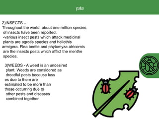 pestes
2)INSECTS –
Throughout the world, about one million species
of insects have been reported.
-various insect pests which attack medicinal
plants are agrotis species and heliothis
armigera. Flea beetle and phytomyza atricornis
are the insects pests which afflict the menthe
species.
3)WEEDS - A weed is an undesired
plant. Weeds are considered as
dreadful pests because loss
es due to them are
estimated to be more than
those occurring due to
other pests and diseases
combined together.
 