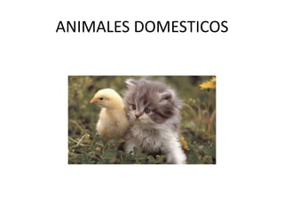 ANIMALES DOMESTICOS
 