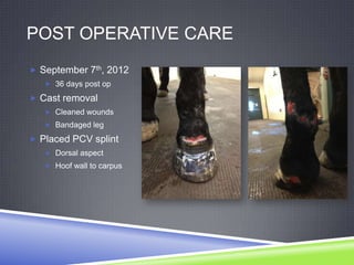 POST OPERATIVE CARE
 September 7th, 2012
    36 days post op

 Cast removal
    Cleaned wounds
    Bandaged leg

 Placed PCV splint
    Dorsal aspect
    Hoof wall to carpus
 