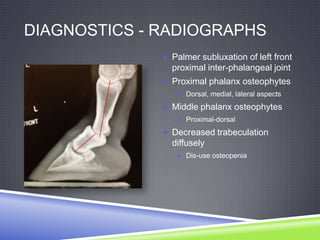 DIAGNOSTICS - RADIOGRAPHS
               Palmer subluxation of left front
                proximal inter-phalangeal joint
               Proximal phalanx osteophytes
                  Dorsal, medial, lateral aspects

               Middle phalanx osteophytes
                  Proximal-dorsal

               Decreased trabeculation
                diffusely
                  Dis-use osteopenia
 