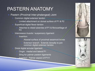 PASTERN ANATOMY
 Pastern (Proximal Inter-phalangeal) Joint
    Common digital extensor tendon
        Limited attachment on dorsal surface of P1 & P2
    Superficial digital flexor tendon
        Attaches to distal tubercles of P1 & fibrocartilage of
          P2
    Interosseus muscle / suspensory ligament
        Insertion:
             Abaxial surface of proximal sesamoid bones
             Extensor branch: Extends dorsally to join
                common digital extensor tendon
    Distal digital annular ligament
        Origin: medial and lateral P1
        Sling for palmer pastern ligaments
        Insertion: Palmer aspect of P111
 