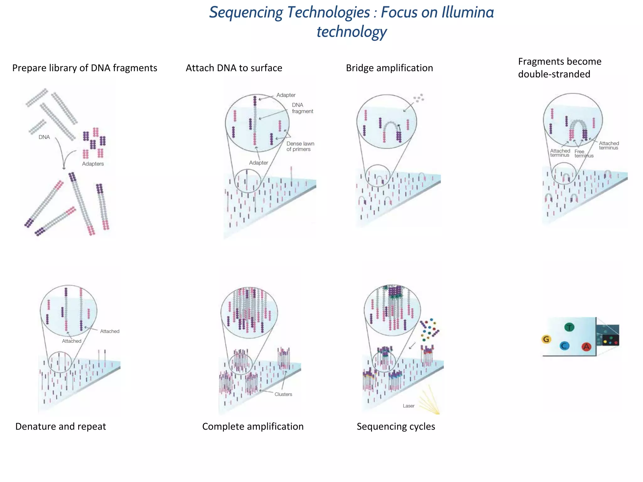 Sequencing Technologies : Focus on Illumina
technology
 