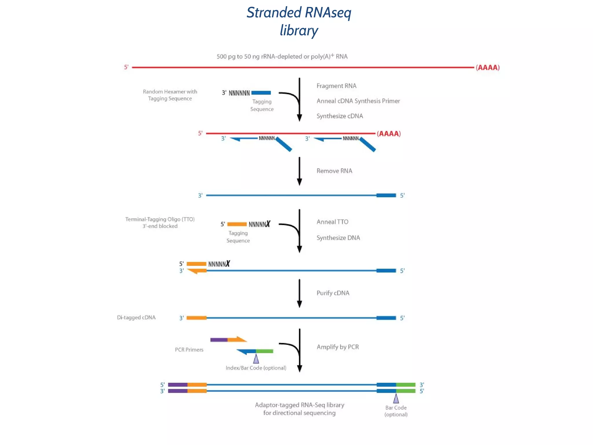 Stranded RNAseq
library
 