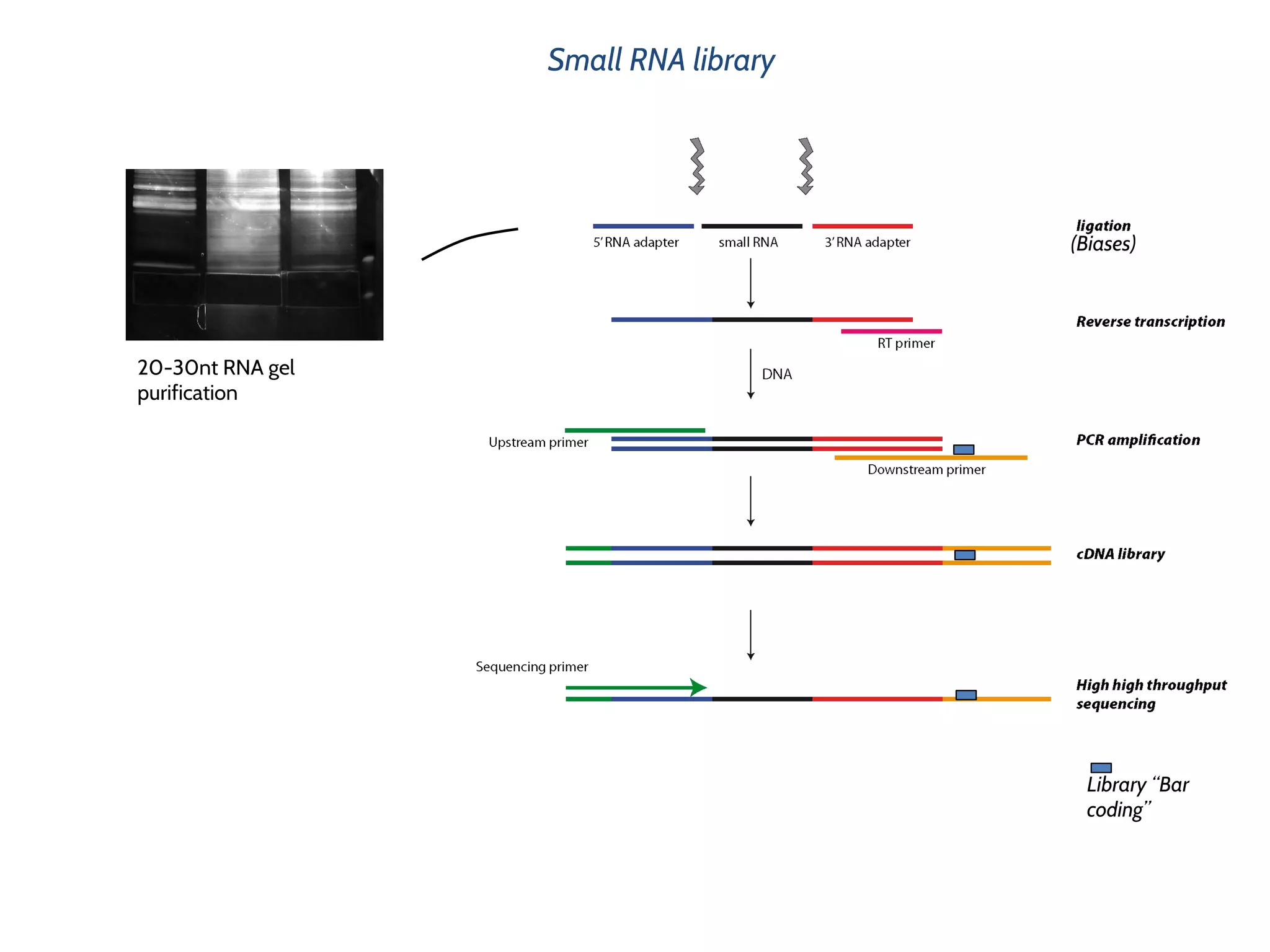 20-30nt RNA gel
purification
Small RNA library
(Biases)
Library “Bar
coding”
 