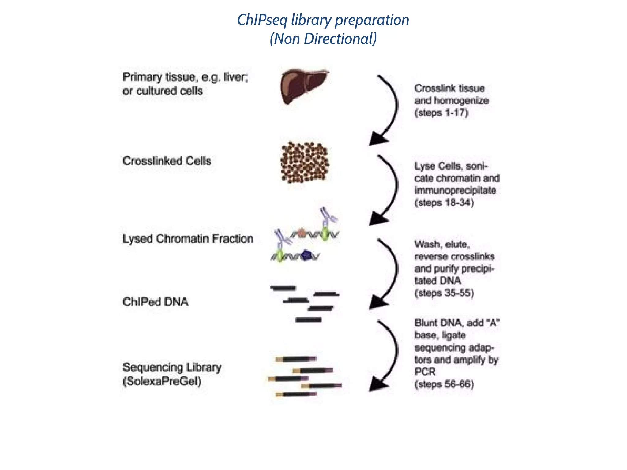 ChIPseq library preparation
(Non Directional)
 