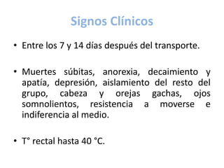 Signos Clínicos
• Entre los 7 y 14 días después del transporte.
• Muertes súbitas, anorexia, decaimiento y
apatía, depresión, aislamiento del resto del
grupo, cabeza y orejas gachas, ojos
somnolientos, resistencia a moverse e
indiferencia al medio.
• T° rectal hasta 40 °C.
 