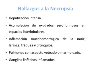 Hallazgos a la Necropsia
• Hepatización intensa.
• Acumulación de exudados serofibrinosos en
espacios interlobulares.
• Inflamación mucohemorrágica de la nariz,
laringe, tráquea y bronquios.
• Pulmones con aspecto veteado o marmoleado.
• Ganglios linfáticos inflamados.
 