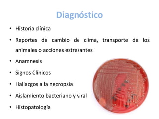 Diagnóstico
• Historia clínica
• Reportes de cambio de clima, transporte de los
animales o acciones estresantes
• Anamnesis
• Signos Clínicos
• Hallazgos a la necropsia
• Aislamiento bacteriano y viral
• Histopatología
 