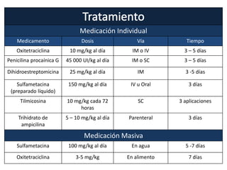 Medicación Individual
Medicamento Dosis Vía Tiempo
Oxitetraciclina 10 mg/kg al día IM o IV 3 – 5 días
Penicilina procaínica G 45 000 UI/kg al día IM o SC 3 – 5 días
Dihidroestreptomicina 25 mg/kg al día IM 3 -5 días
Sulfametacina
(preparado líquido)
150 mg/kg al día IV u Oral 3 días
Tilmicosina 10 mg/kg cada 72
horas
SC 3 aplicaciones
Trihidrato de
ampicilina
5 – 10 mg/kg al día Parenteral 3 días
Medicación Masiva
Sulfametacina 100 mg/kg al día En agua 5 -7 días
Oxitetraciclina 3-5 mg/kg En alimento 7 días
 