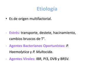 Etiología
• Es de origen multifactorial.
- Estrés: transporte, destete, hacinamiento,
cambios bruscos de T°.
- Agentes Bacterianos Oportunistas: P.
Haemolytica y P. Multocida.
- Agentes Virales: IBR, PI3, DVB y BRSV.
 