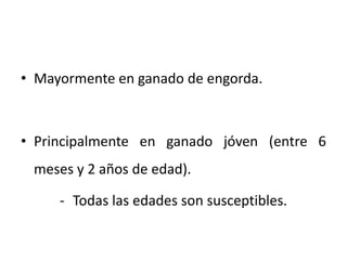 • Mayormente en ganado de engorda.
• Principalmente en ganado jóven (entre 6
meses y 2 años de edad).
- Todas las edades son susceptibles.
 