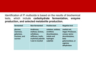 Identification of P. multocida is based on the results of biochemical
tests, which include carbohydrate fermentation, enzyme
production, and selected metabolite production.
fermented Non-fermented Positive test Negative test
glucose,
mannose,
galactose,
fructose, and
sucrose
Arabinose,
maltose, lactose,
cellobiose,
raffinose, inulin,
erythritol,adonito
l and m-inositol
catalase, oxidase,
ornithine
decarboxylase,
indole and
hydrogen
sulphide
methyl red,
Voges–Proskauer,
urease, lysine
decarboxylase,
beta
galactosidase, or
arginine
dihydrolase
 