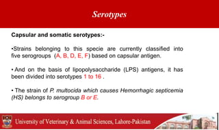 Serotypes
Capsular and somatic serotypes:-
•Strains belonging to this specie are currently classified into
five serogroups (A, B, D, E, F) based on capsular antigen.
• And on the basis of lipopolysaccharide (LPS) antigens, it has
been divided into serotypes 1 to 16 .
• The strain of P. multocida which causes Hemorrhagic septicemia
(HS) belongs to serogroup B or E.
 