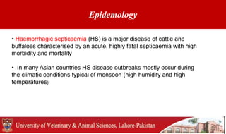 Epidemology
• Haemorrhagic septicaemia (HS) is a major disease of cattle and
buffaloes characterised by an acute, highly fatal septicaemia with high
morbidity and mortality
• In many Asian countries HS disease outbreaks mostly occur during
the climatic conditions typical of monsoon (high humidity and high
temperatures)
 