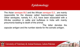 Epidemology
The Asian serotype B:2 and the African serotype E:2 , are mainly
responsible for the disease called haemorrhagic septicaemia
Other serotypes, namely A:1, A:3, have been associated with a
HS-like condition in cattle and buffaloes in India with mainly
pneumonia leading to death of the animal.
The letter denotes the
capsular antigen and the number stands for the somatic antigen.
 