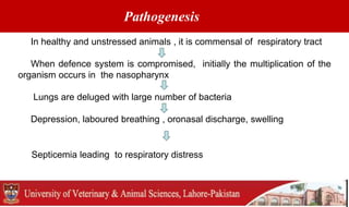 Pathogenesis
In healthy and unstressed animals , it is commensal of respiratory tract
When defence system is compromised, initially the multiplication of the
organism occurs in the nasopharynx
Lungs are deluged with large number of bacteria
Depression, laboured breathing , oronasal discharge, swelling
Septicemia leading to respiratory distress
 