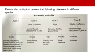 Pasteurella multocida causes the following diseases in different
species.
 